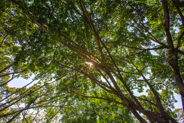 An ant's eye view looking up at the treetops with sunlight shining down on it