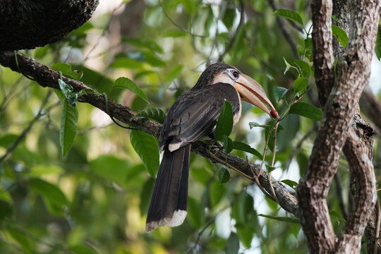 White-throated Brown Hornbill , Anorrhinus austeni male bird finds food to feed the young and the mother bird.