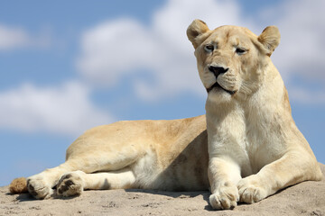 The white lion (Panthera leo) is a rare color mutation of the lion, specifically the Southern African lion, portrait of a lioness on a rock with a blue background and clouds.