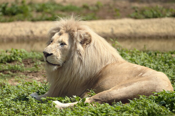 The white lion (Panthera leo) is a rare color mutation of the lion, specifically the Southern African lion, portrait of a large male.
