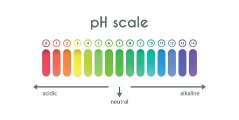 pH value scale. Acid-base balance. Universal indicator.Infographics. Vector illustration - obrazy, fototapety, plakaty