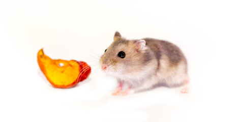Hamster close-up on a white background. The hamster eats vegetables and nuts. Smiling animal, happy pet.