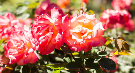 Fototapeta na wymiar blooming red rose flower buds in the garden