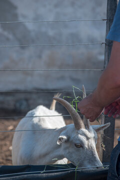 Alimentando a las cabras del corral