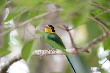 Long-tailed Broadbill. Scientific Name : Psarisomus dalhousiae on a branch vine.