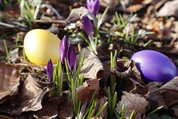 A meadow of purple crocuses. A purple and yellow Easter eggs lies near the buds. Buds break through dry leaves.