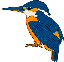 Kingfisher. Vector sketch of hand drawn bird.