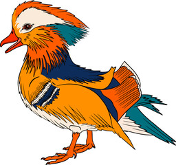 Mandarin duck. Vector sketch of hand drawn bird.