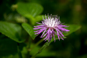 Centaurea nigrescens