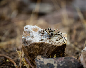Large spider with zebra colors sitting on a rock in arid ground