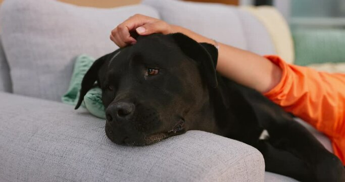 Relax, sofa and woman pet dog for love, support and animal care in living room for trust, chill and happy. Best friend, cute and owner hands on black Labrador for petting, bonding and quality time