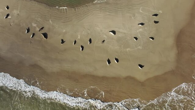 Top Down Drone Shot of Gray Fur Seals Sleeping on a Beach
