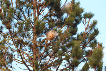 nid de chenilles (chenille) processionnaires (processionnaire) du pin dans les aiguilles vertes d'un sapin sur fond de ciel bleu uni