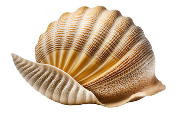 Beautiful sea shell on transparent background, as PNG. Close-up, macro view. Exotic seashell, summer, beach, vacation concept. Generative AI.