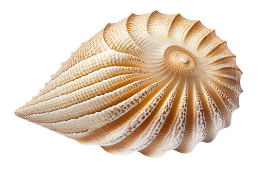 Beautiful sea shell on transparent background, as PNG. Close-up, macro view. Exotic seashell, summer, beach, vacation concept. Generative AI.