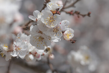 Blooming tree. Bee collects pollen from white flowers in orchard. bee gathering nectar from apricot blossom.selective focus