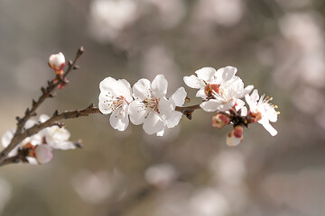 a sprig of flowering apricots in the spring season. Symbol of spring. A delicate flower of a tree. Delicate photo Wallpaper. Fragrance of apricot blossom.selective focus