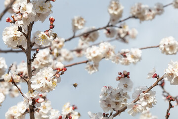 Spring, white flowers of apricot tree. tree. Spring white flowers on a tree branch. Apricot tree in bloom. For easter and spring greeting cards.selective focus