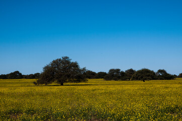 Fototapeta na wymiar Flowered field in the Pampas Plain, La Pampa Province, Patagonia, Argentina.
