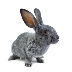 Adorable little gray rabbit isolated on white background.