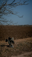 Obraz premium field and rocket