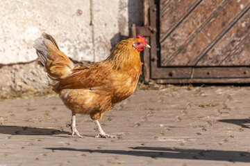 Red hen in a sunny farmyard in spring.