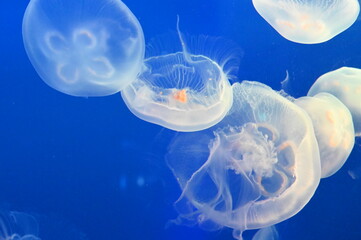 水中を元気に泳ぐミズクラゲ達