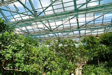 Protection and safe of rare plant species. Green plants grows in hothouse