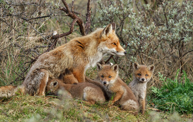 A red fox family sitting in their natural environment with a mother fox and her cups