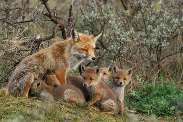 A red fox family sitting in their natural environment with a mother fox and her cups