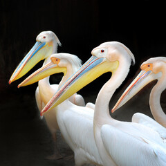 Pelican Family, Sukhna Lake, City Beautiful, Chandigarh, India