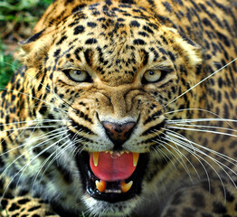 Leopard In a Angry Mood, Chhattbir Zoo, Punjab, India