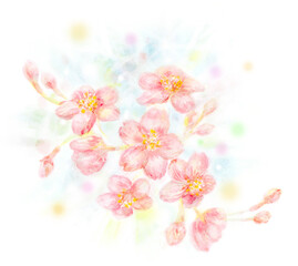 桜　水彩画　