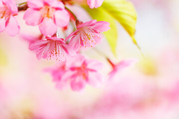 ピンク色が綺麗な満開の桜の花