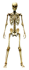 3D Rendering Human Skeleton on White