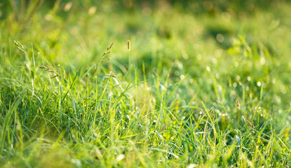 Fototapeta na wymiar Morning landscape sunrise in the meadow, on the grass and flowers of the drops of dew. Soft focus