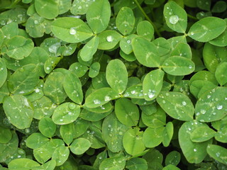 雨上がりのクローバー