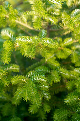 Norway spruce - Picea abies or European spruce new needles. Natural coniferous background texture. Selective focus blur.