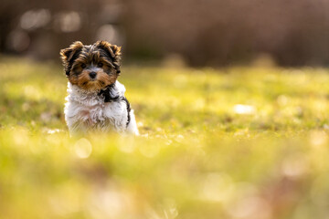Picture of Yorkshire terrier biewer puppy