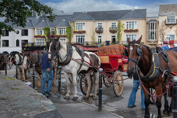Fototapeta na wymiar Horses waiting for tourists. Killarney. Westcoast Ireland. 