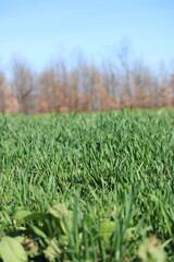 green grass in a field