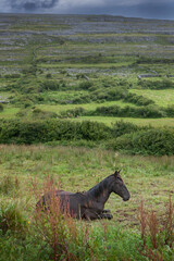 Ireland. Westcoast. Ring of kerry. Horse. 