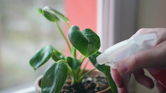 Spraying water on Philodendron White Birkin plant at home on a windowsill. Houseplant watering concept.