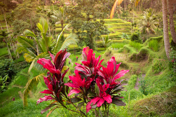 Green fields and bright tropical flowers on Bali island, Indonesia