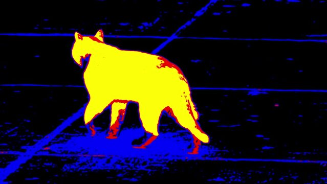 A black cat does not look black in infrared light.. Analog of infrared scanning. .Super slow motion 1000 fps.