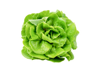 The Freshness butterhead lettuce isolated on white background