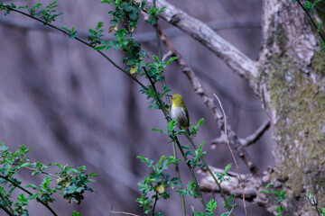 蜜を求めて飛び回るメジロ