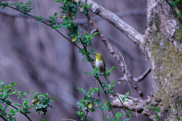 蜜を求めて飛び回るメジロ