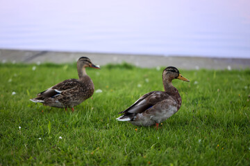 Zwei Stockenten auf einem Grünstreifen, Wiese an einem Gewässer.