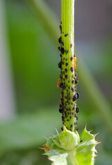 Am Stengel einer Pflanze tummeln sich viele dunkle Blattläuse und Ameisen, welche die Läuse melken.